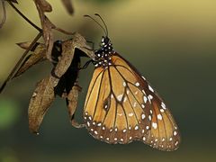 Danaus eresimus plexaure