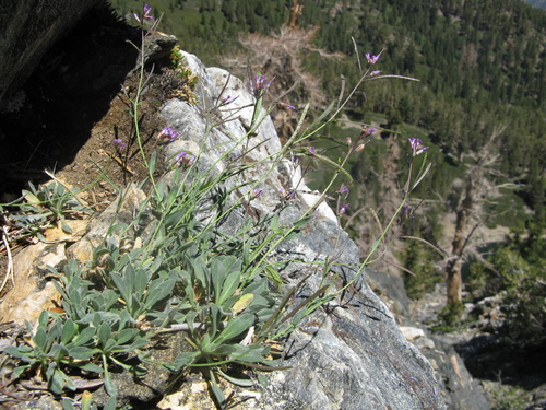 peirson's rockcress (Boechera peirsonii)