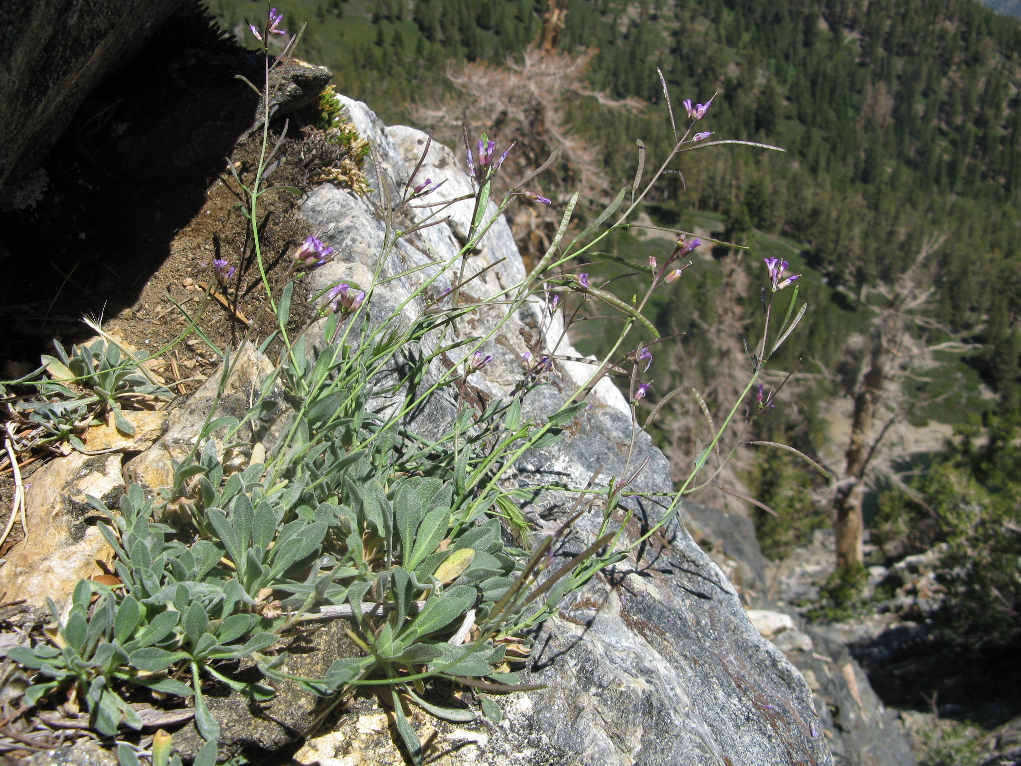 Boechera peirsonii