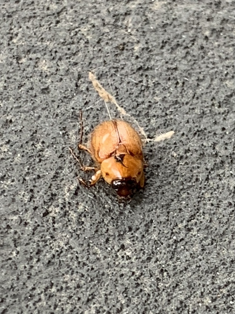 Southern Masked Chafer from SR-56, Jasper, IN, US on June 5, 2024 at 12 ...