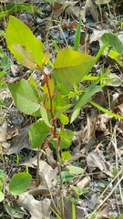 Populus deltoides
