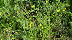 Potentilla argentea