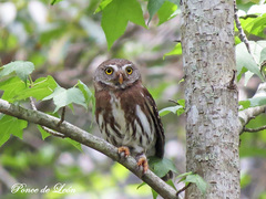 Glaucidium sanchezi