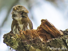 Glaucidium sanchezi