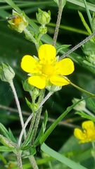 Potentilla argentea