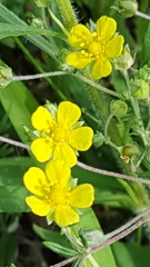 Potentilla argentea