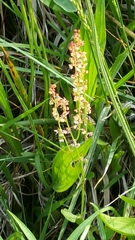 Rumex acetosella