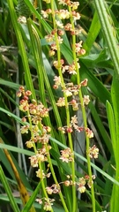 Rumex acetosella