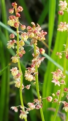 Rumex acetosella
