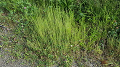 Poaceae