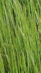 Poaceae