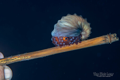Brown Argonaut — seen at this dive site