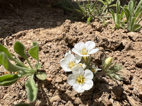 Baldwin Lake linanthus (Linanthus killipii)