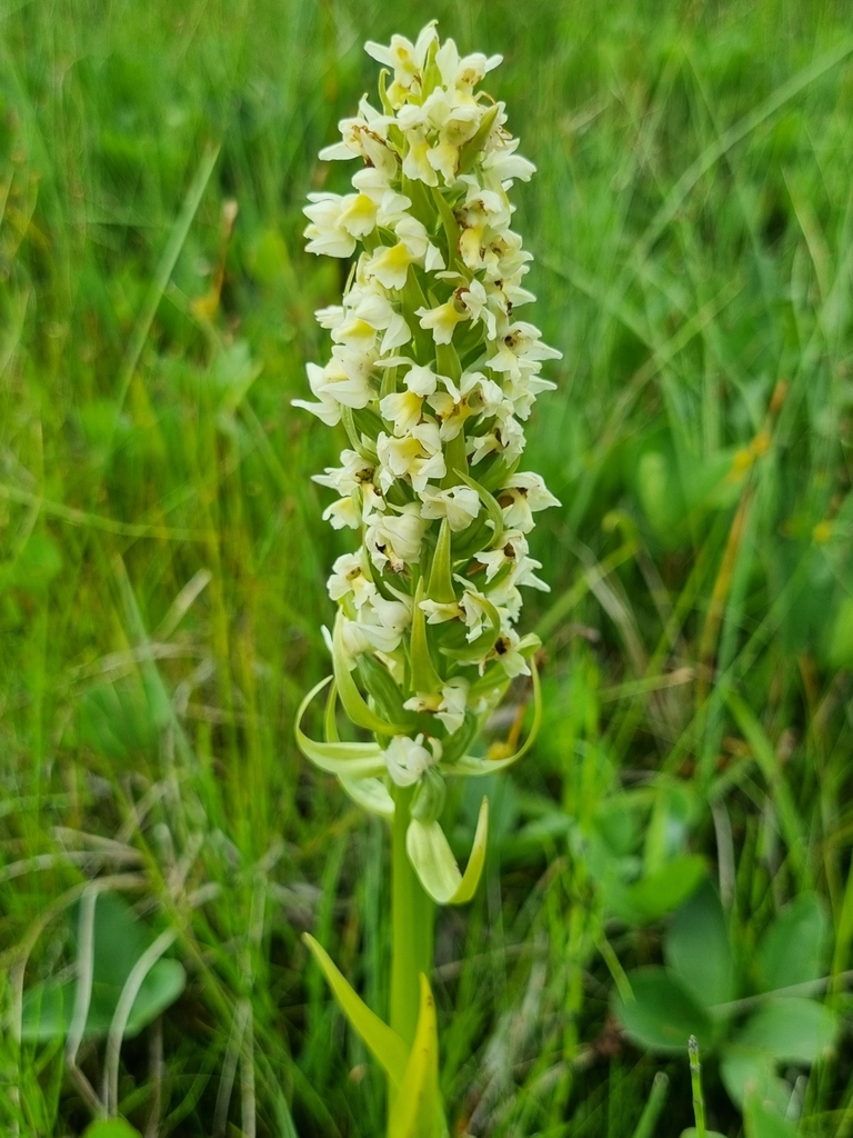 Dactylorhiza ochroleuca (Wüstnei ex Boll) Holub