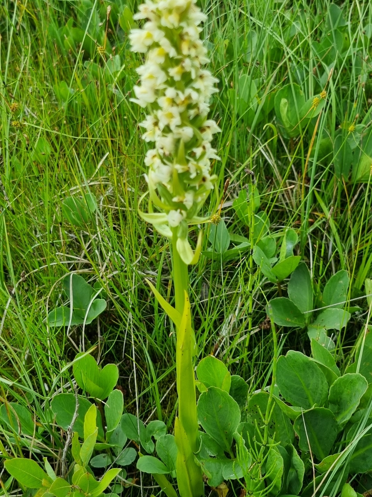 Dactylorhiza incarnata (L.) Soó 9