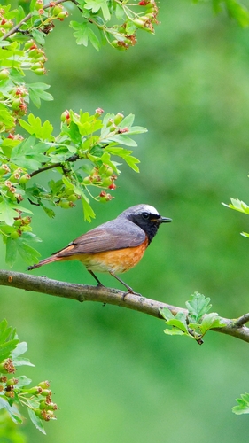 Colirrojo real (Phoenicurus phoenicurus)