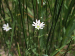 Stellaria longipes