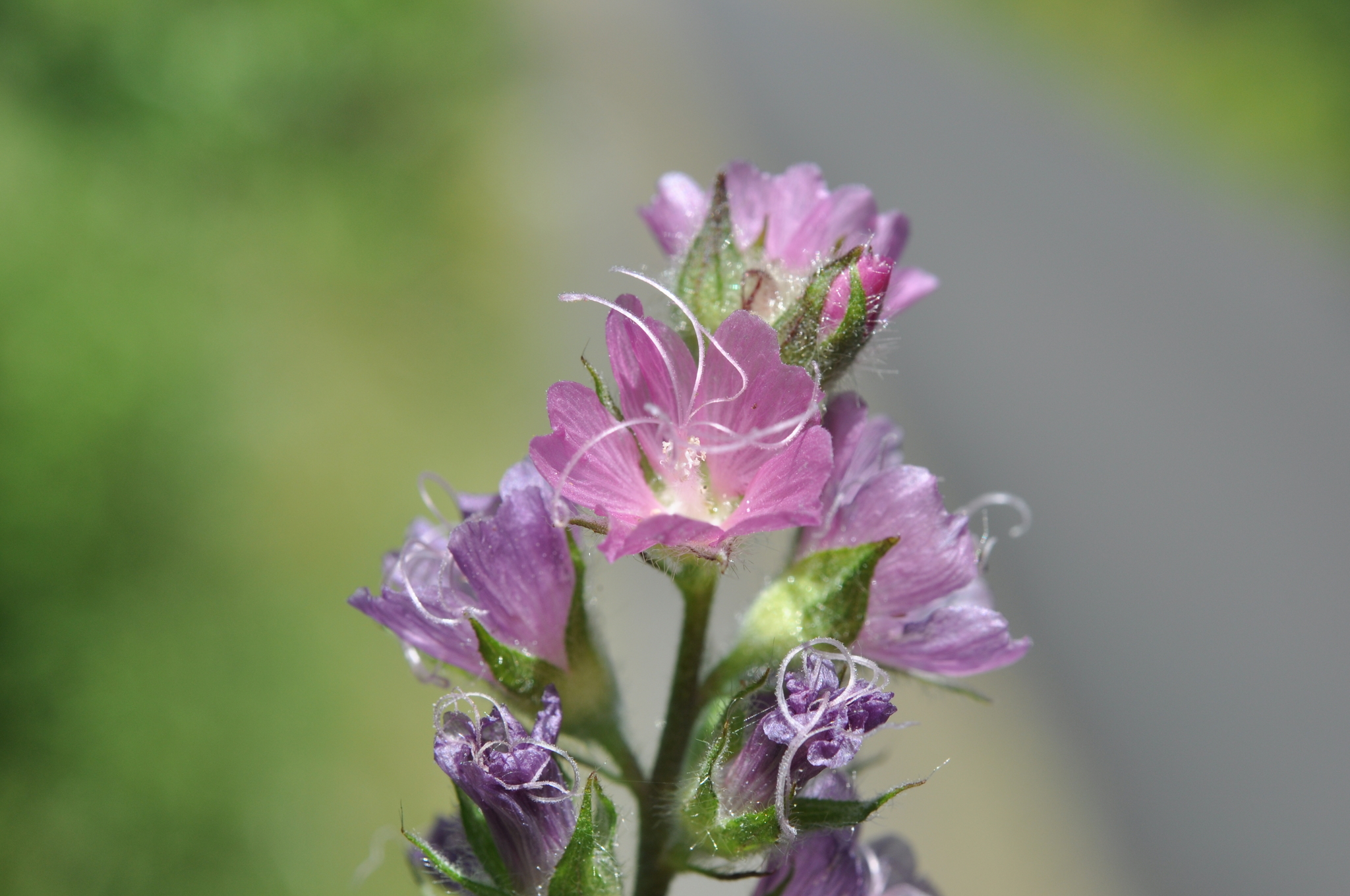 Sidalcea campestris