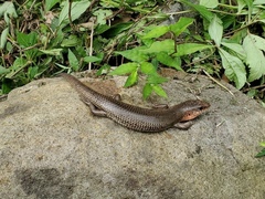 Plestiodon chinensis