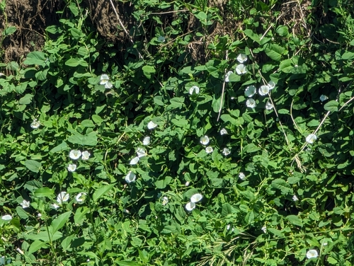 field bindweed