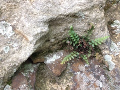 Asplenium bradleyi