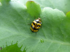 Prepopharus xanthomelas