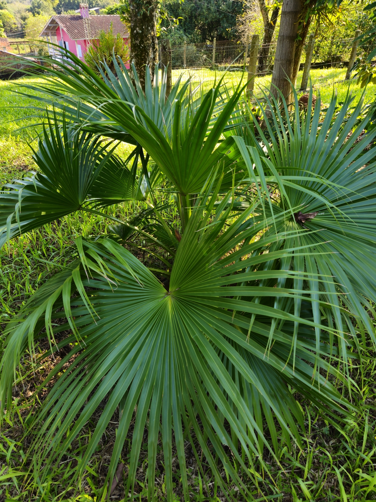 Livistona chinensis