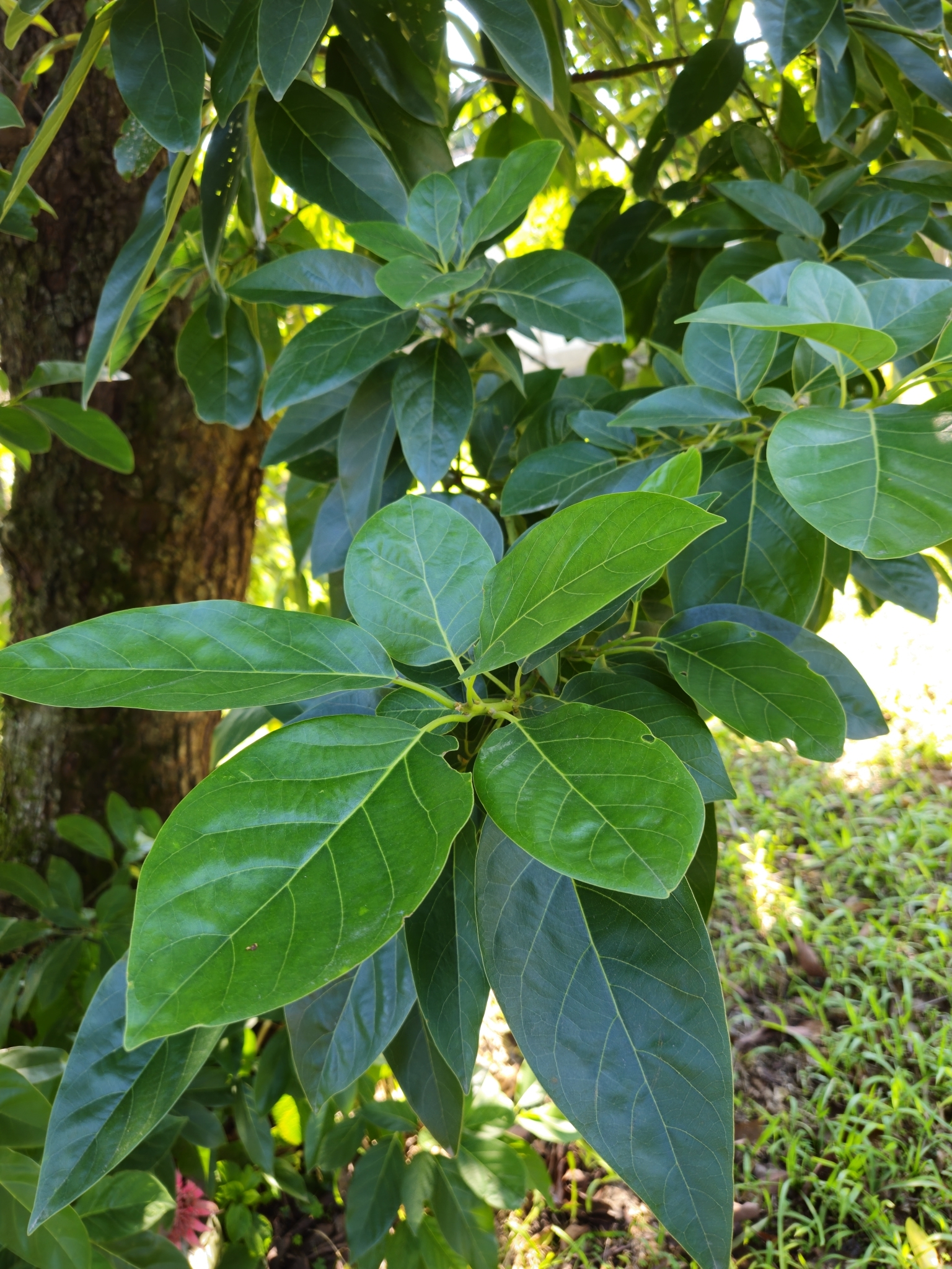 Persea americana