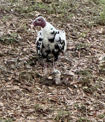 Turkey Vulture