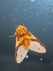 Idalus agastus