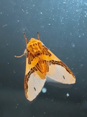 Idalus agastus