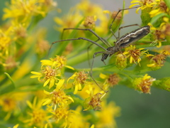 Tetragnatha elongata