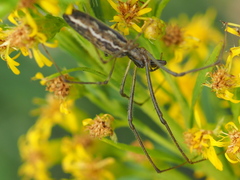 Tetragnatha elongata