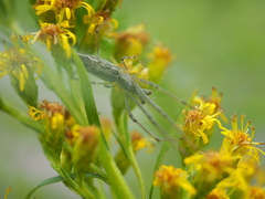 Tetragnatha elongata