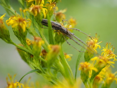 Tetragnatha elongata