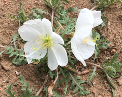 Oenothera albicaulis