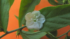 Evolvulus latifolius