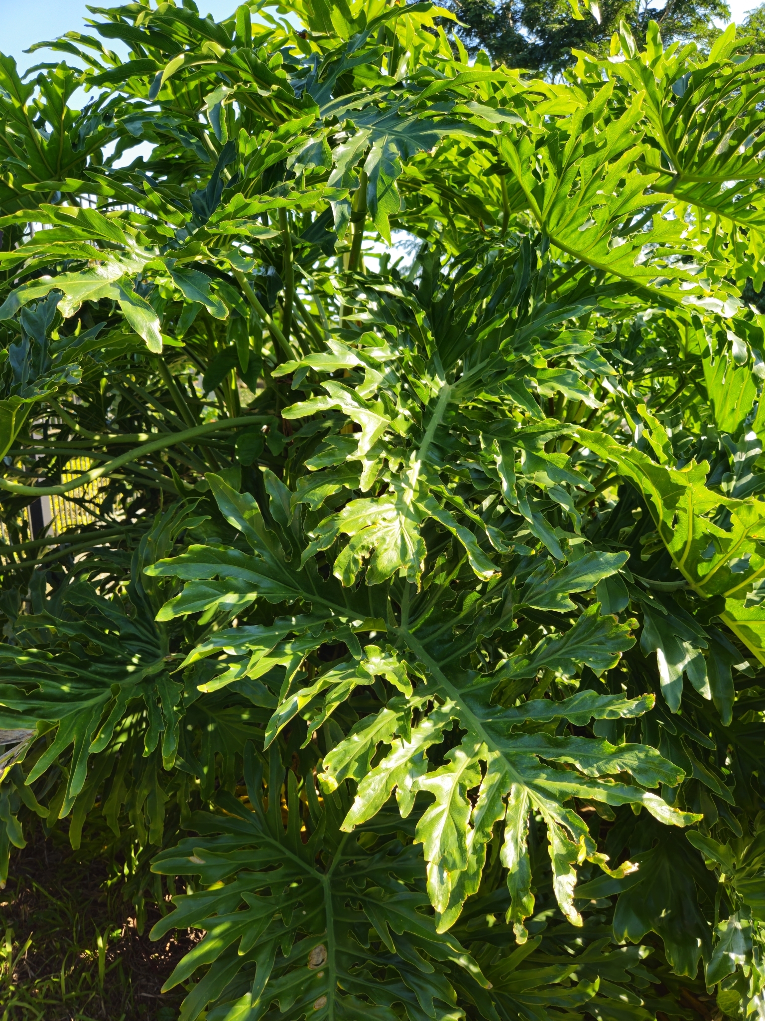 Thaumatophyllum bipinnatifidum