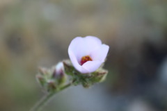 Malacothamnus densiflorus