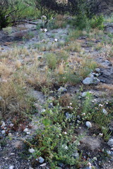 Malacothamnus densiflorus