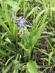 Muscari botryoides