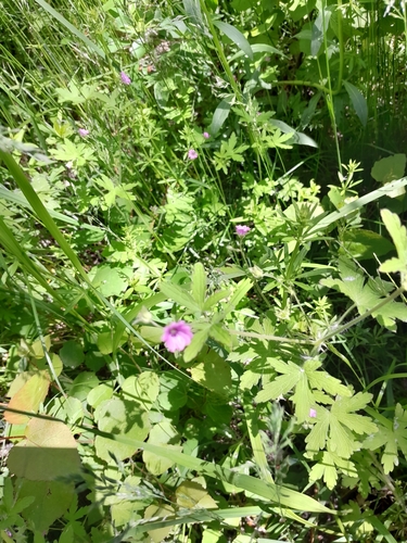 Image of Geranium divaricatum by (c) Zulfiya Ahmadjanova, some rights reserved (CC BY)