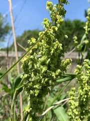 Rumex altissimus