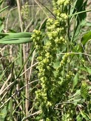 Rumex altissimus