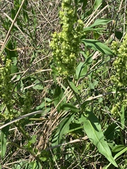 Rumex altissimus
