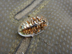 Physonota stigmatilis