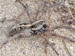 Schizocosa maxima