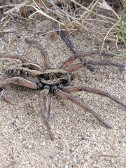 Schizocosa maxima