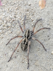 Schizocosa maxima