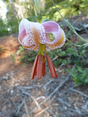 Lilium kelloggii